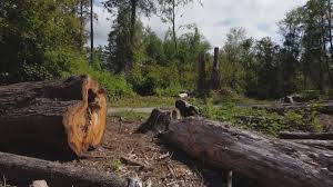 Dunthorpe, OR Tree Services Company