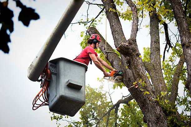 How Our Tree Care Process Works  in  Dunthorpe, OR